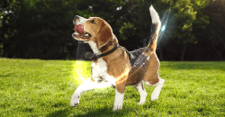 ACTIPET-IMAGEN