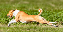 FLEXI-IMAGEN